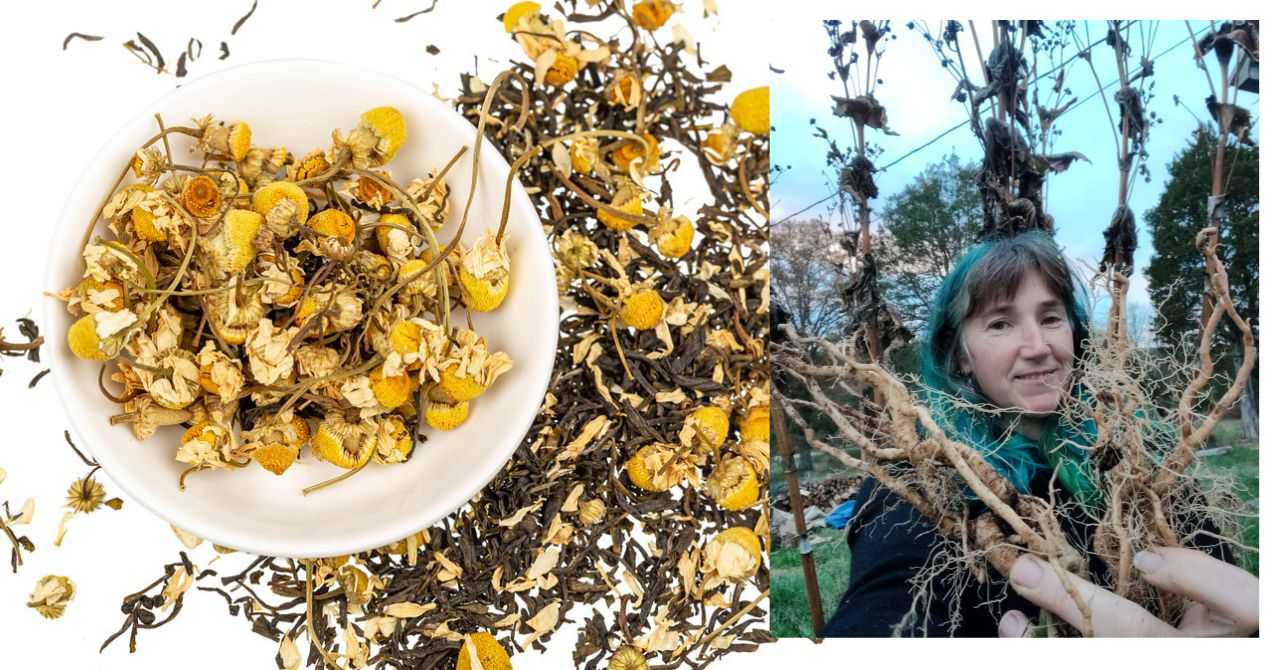 Dancing with Grief and Stress: An exploration of herbal and nutritive supports for emotional resilience, Session 1